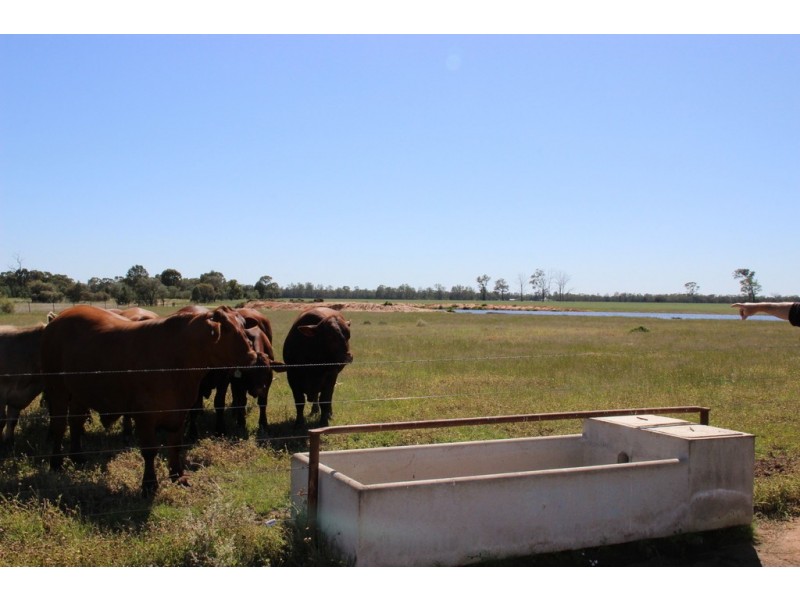 ROSSARDEN MERIMBOROUGH LANE, Wee Waa NSW 2388