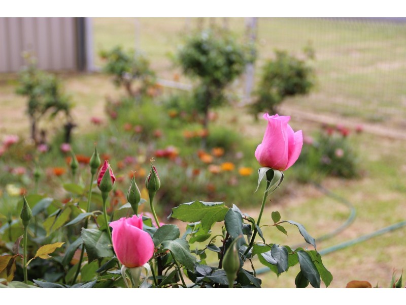 30 KNIGHT, Coonabarabran NSW 2357