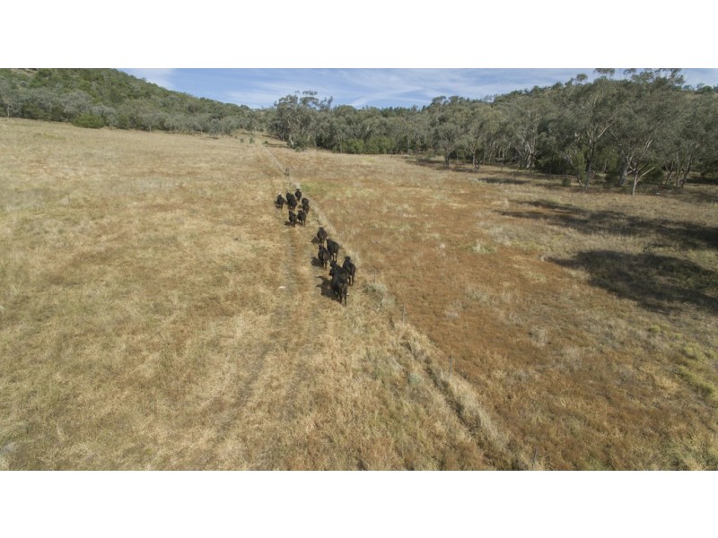 ‘COLADDI’ 155 STRANG ROAD, Tambar Springs NSW 2381