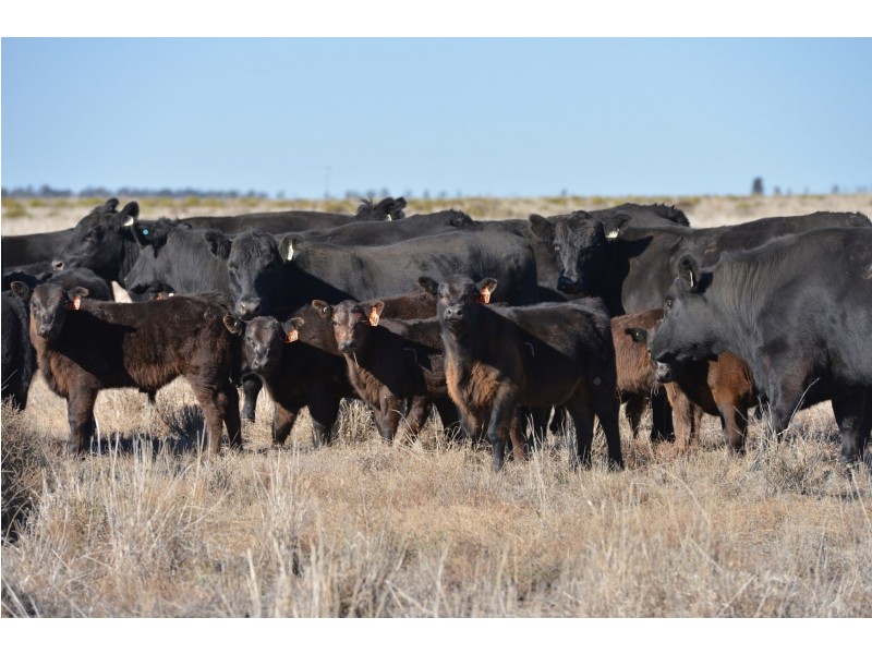 ‘ NEBEA STATION’, Coonamble NSW 2829