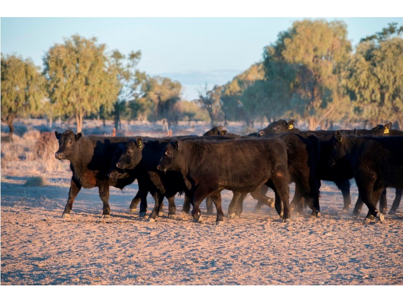 ‘ NEBEA STATION’, Coonamble NSW 2829