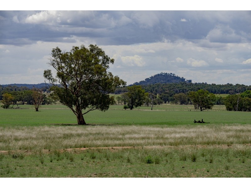 ‘ CARLTON’, Coonabarabran NSW 2357