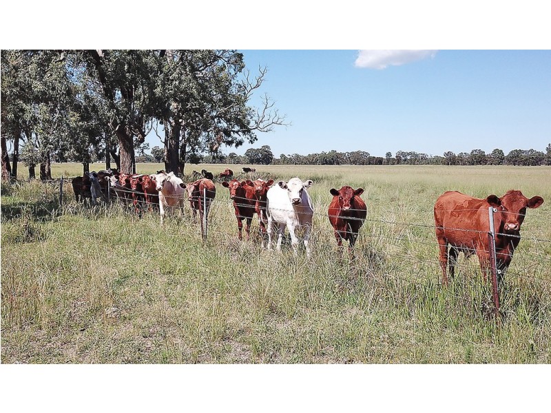‘ WALLINGA’, Coonabarabran NSW 2357