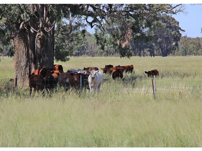 ‘ WALLINGA’, Coonabarabran NSW 2357