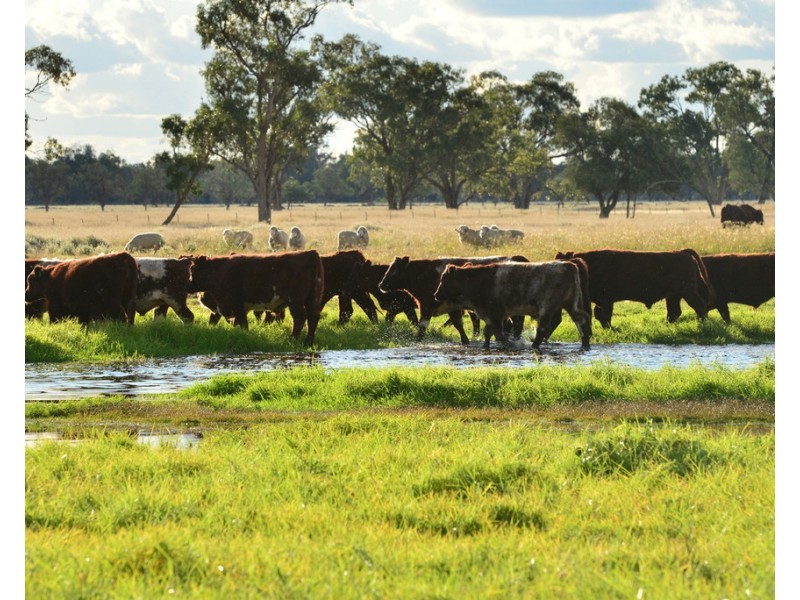 ‘ THURN’, Coonamble NSW 2829