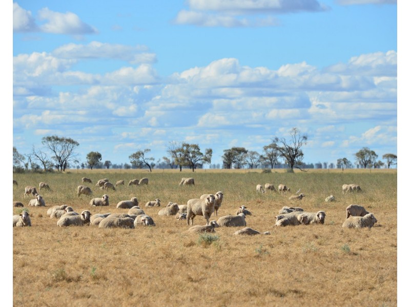 ‘ THURN’, Coonamble NSW 2829