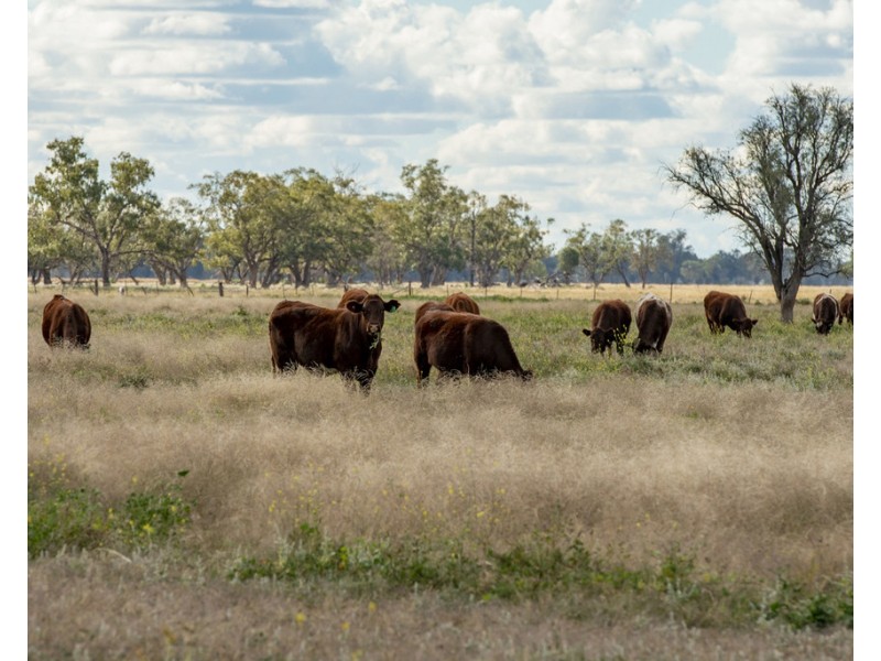 ‘ THURN’, Coonamble NSW 2829