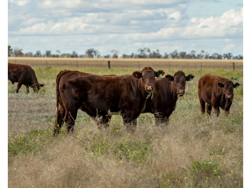 ‘ THURN’, Coonamble NSW 2829