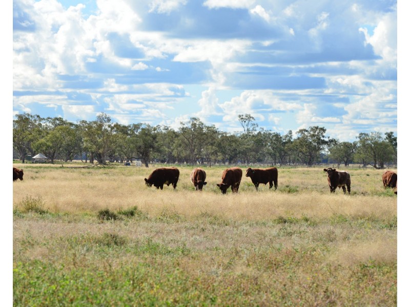 ‘ THURN’, Coonamble NSW 2829