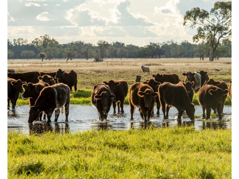 ‘ THURN’, Coonamble NSW 2829