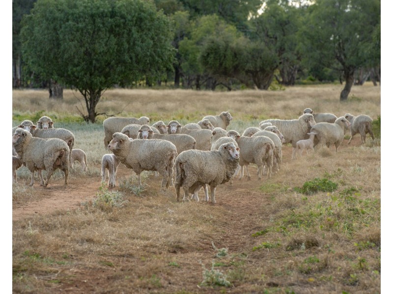 ‘ THURN’, Coonamble NSW 2829