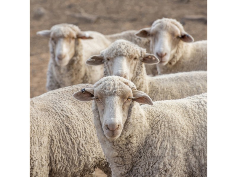 11677 Quilbone Merri Merri Road, Quambone NSW 2831