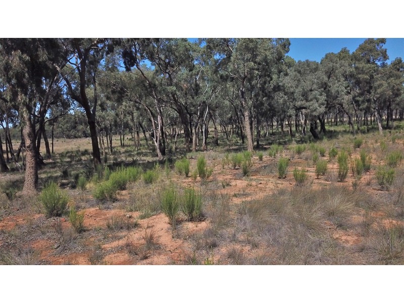 312 QUAKER TOMMY ROAD, Coonabarabran NSW 2357