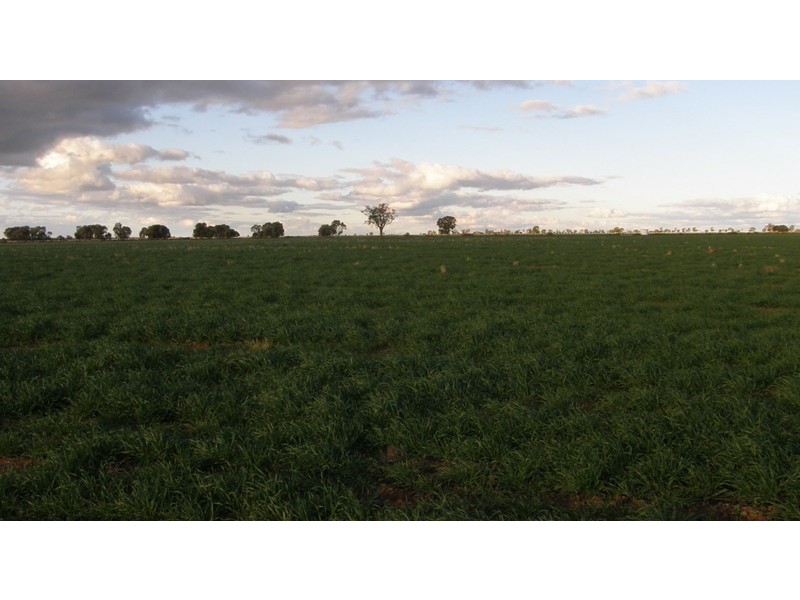 . Boomi Road, Garah NSW 2405