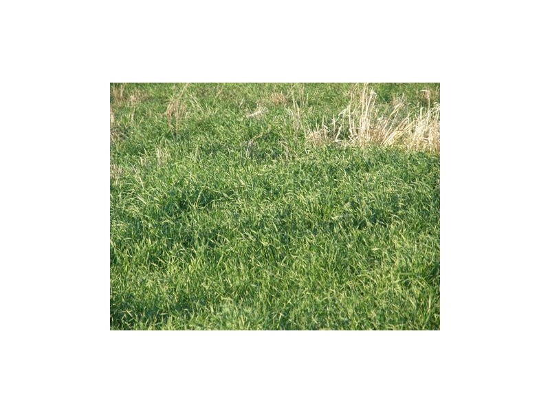 . Boomi Road, Garah NSW 2405