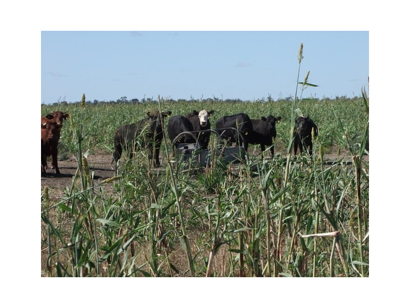 . Boomi Road, Garah NSW 2405