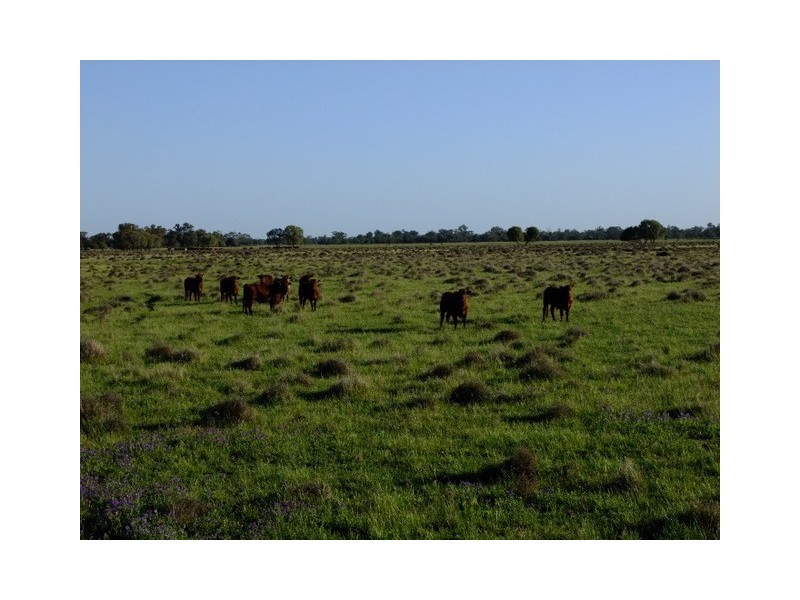 . ‘Walla Walla’, Gulargambone NSW 2828