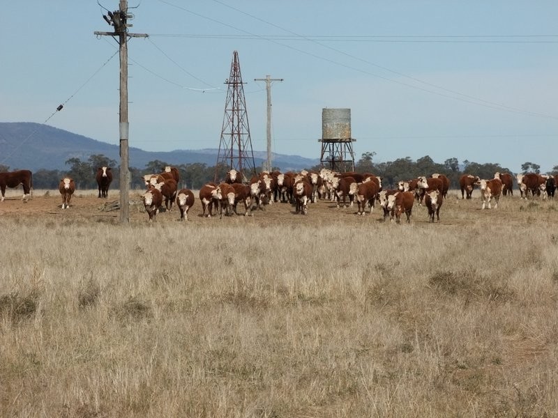 . ‘Walla Walla’, Gulargambone NSW 2828