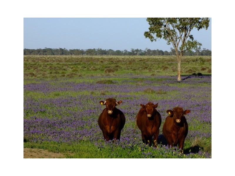 . ‘Walla Walla’, Gulargambone NSW 2828