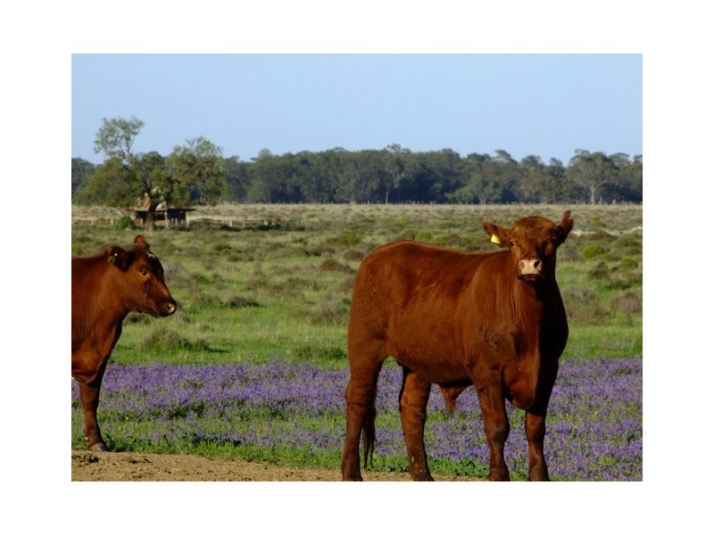 . ‘Walla Walla’, Gulargambone NSW 2828