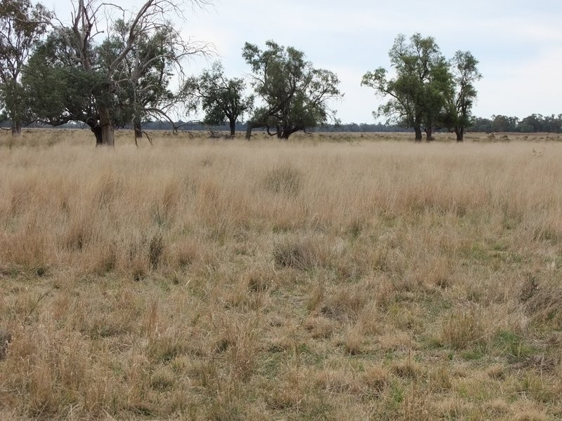 . ‘Walla Walla’, Gulargambone NSW 2828