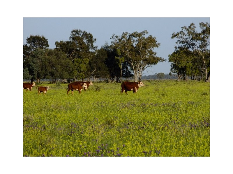 . ‘Walla Walla’, Gulargambone NSW 2828