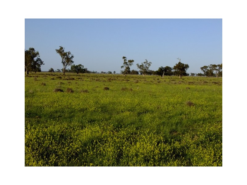 . ‘Walla Walla’, Gulargambone NSW 2828