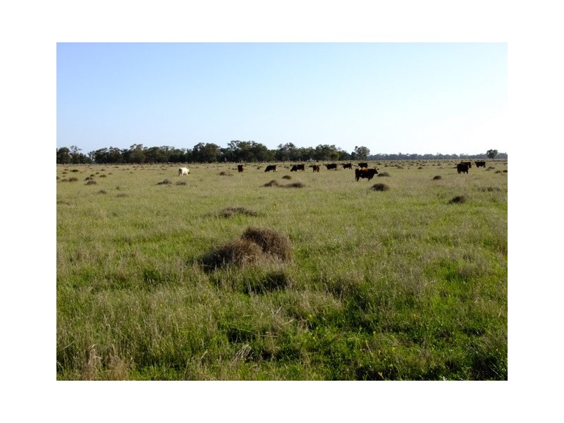 . ‘Walla Walla’, Gulargambone NSW 2828