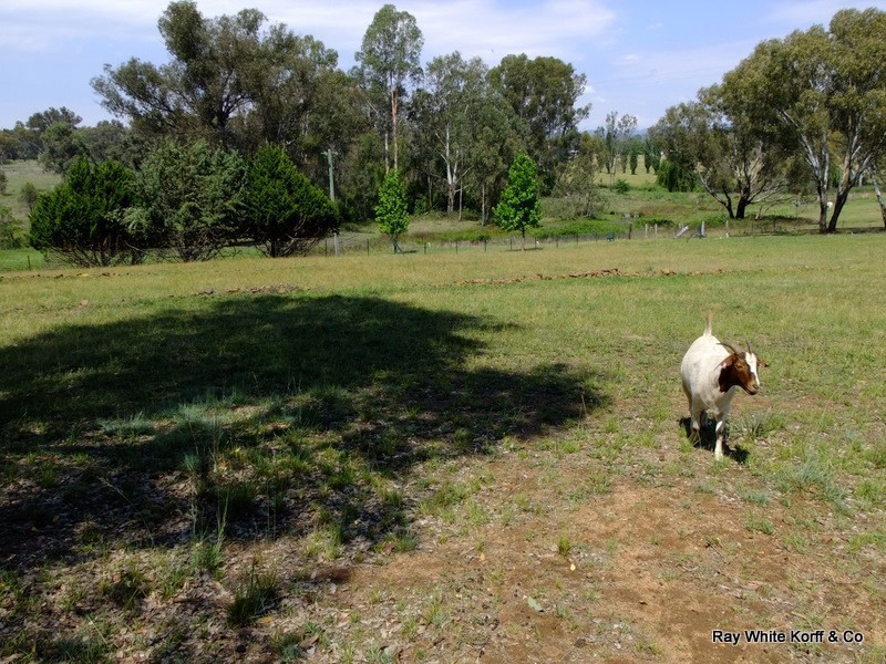 THIS – L – DOO Dows Lane, Coonabarabran NSW 2357