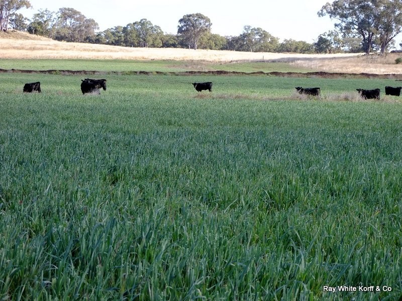 Mullaley NSW 2379