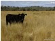 Mullaley NSW 2379