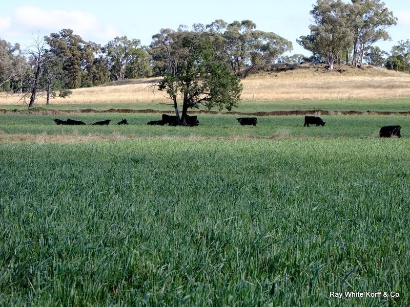Mullaley NSW 2379