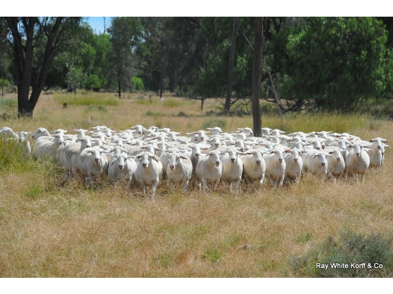 Gwabegar NSW 2356