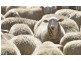 Coonabarabran NSW 2357