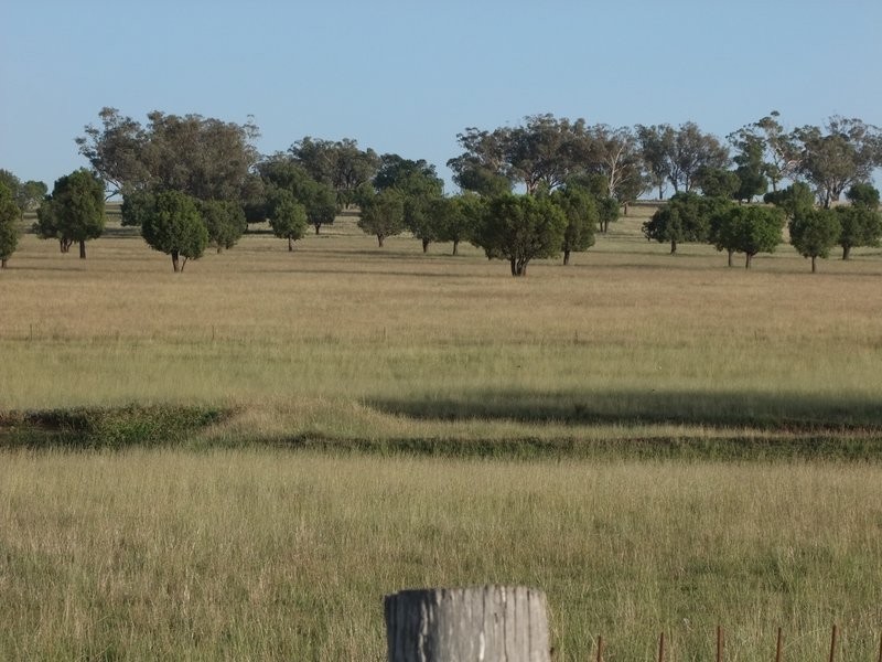 * ‘MURRUMBONG’, Purlewaugh NSW 2357
