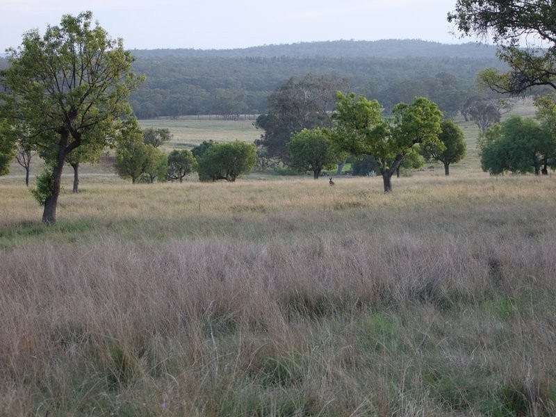 * ‘MURRUMBONG’, Purlewaugh NSW 2357