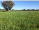 Lot 4 North Pine Creek, Coonabarabran NSW 2357