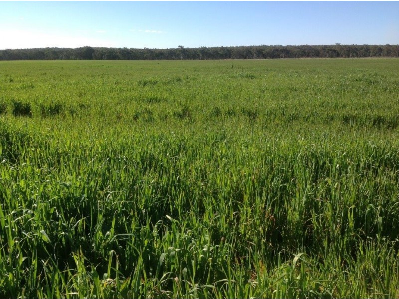 Lot 4 North Pine Creek, Coonabarabran NSW 2357