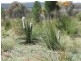 Coonabarabran NSW 2357