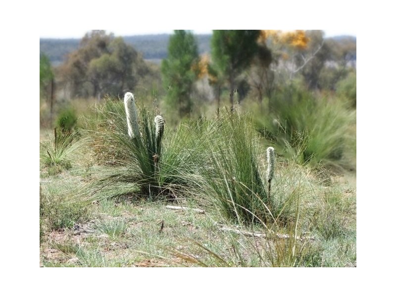 Coonabarabran NSW 2357