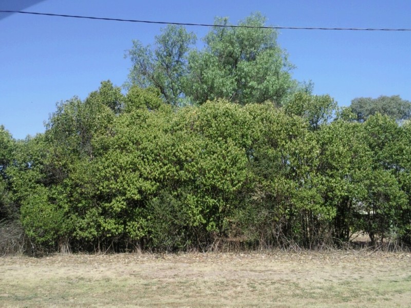 43-45 Railway Street, Binnaway NSW 2395