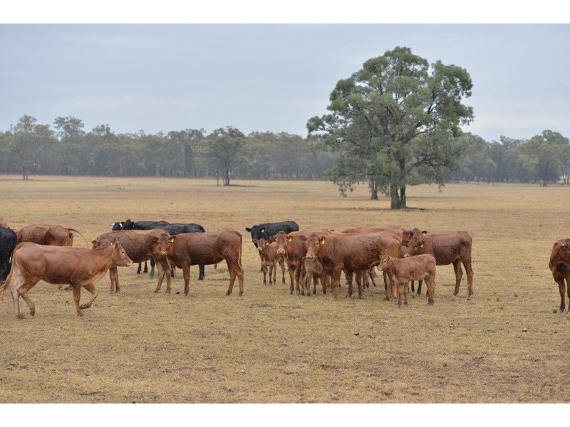 Tipaminka Brooks Road, Binnaway NSW 2395