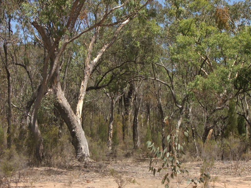 Bald Hill Newell Highway, Coonabarabran NSW 2357