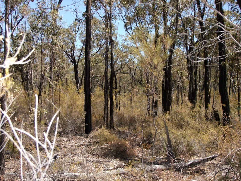 Bald Hill Newell Highway, Coonabarabran NSW 2357
