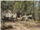 Narrawa 1464 Dandry Road, Coonabarabran NSW 2357