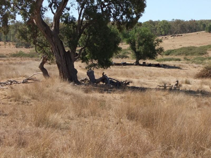 1 Stoney Point Road, Coonabarabran NSW 2357