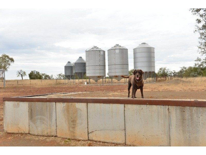 Mullaley NSW 2379