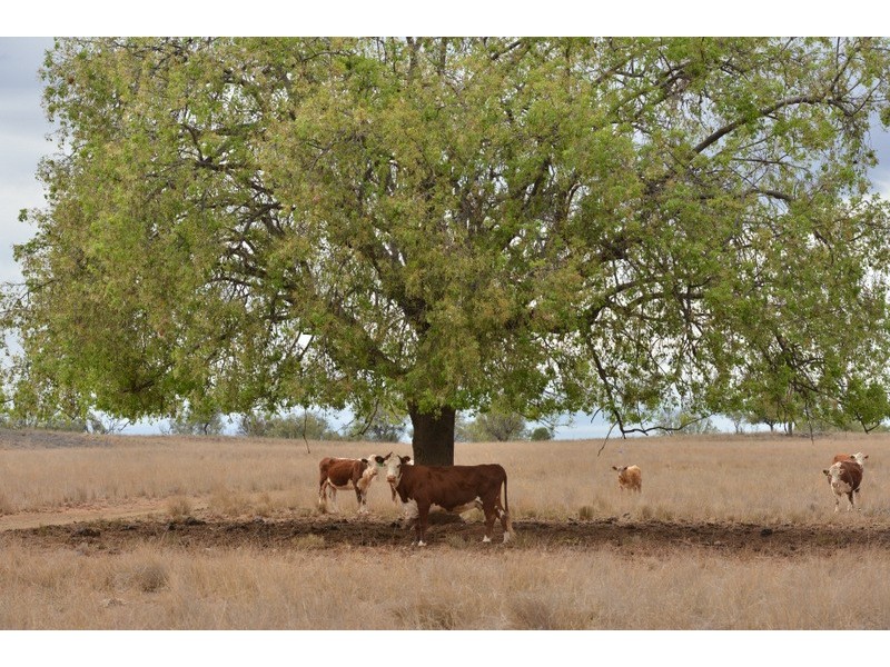 Mullaley NSW 2379