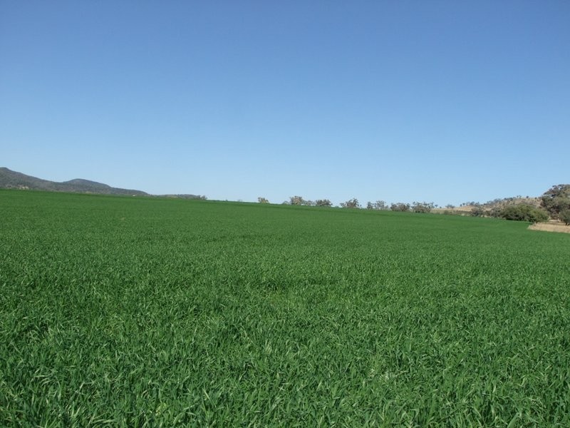 Mullaley NSW 2379