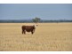 Mullaley NSW 2379
